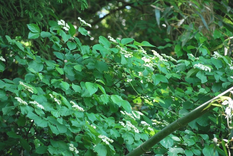 e0025300_20525798.jpg