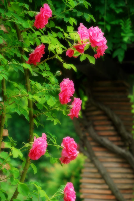 a0263109_15102735.jpg