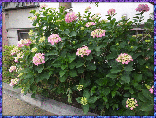 b0133752_20324657.gif