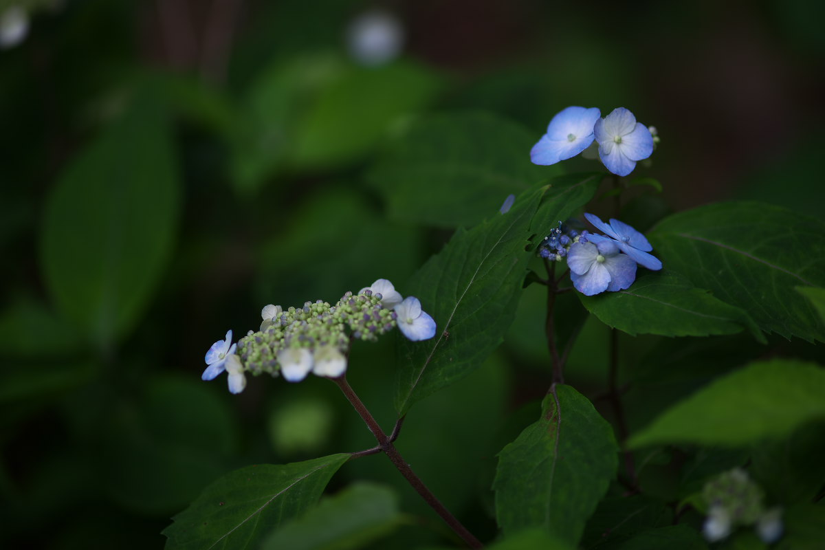 a0083081_15442034.jpg