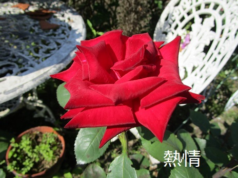 a0143388_10583556.jpg