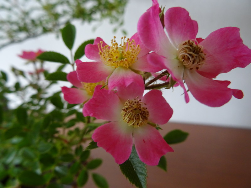 b0052108_1464144.jpg