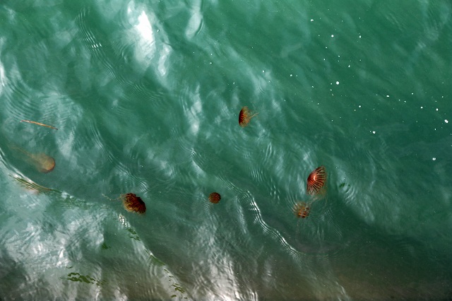 a0242438_20364515.jpg