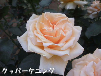 b0165139_22343882.jpg