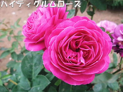 b0165139_22372225.jpg