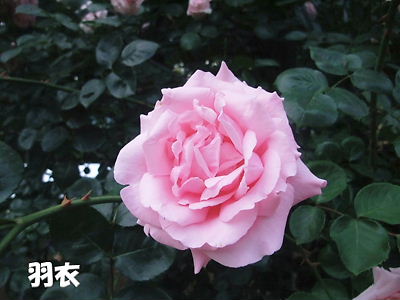 b0165139_22401222.jpg