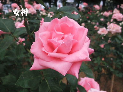 b0165139_22405728.jpg