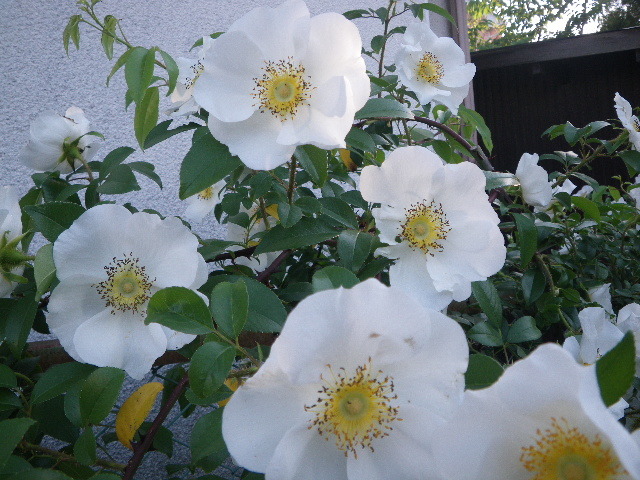 f0042665_21435214.jpg
