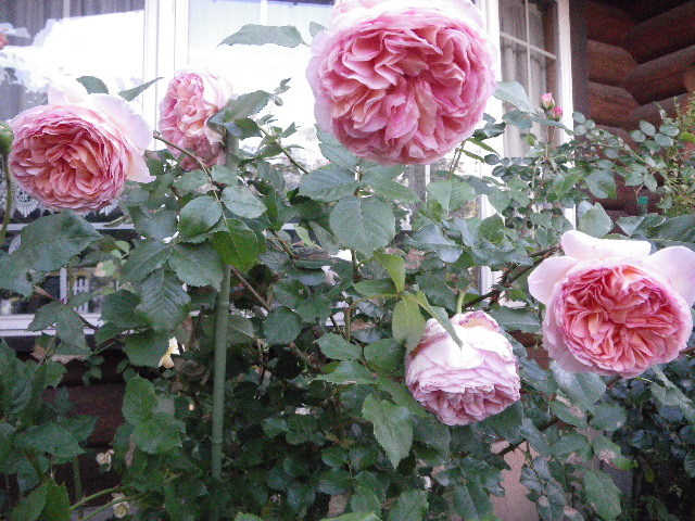 f0042665_21463680.jpg