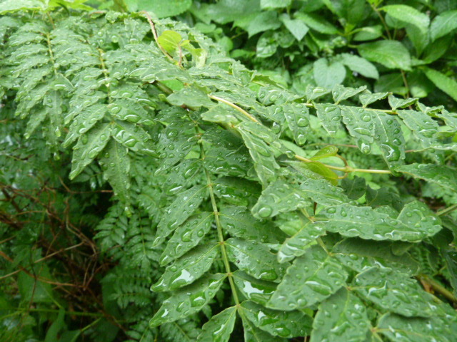 e0278968_20315160.jpg