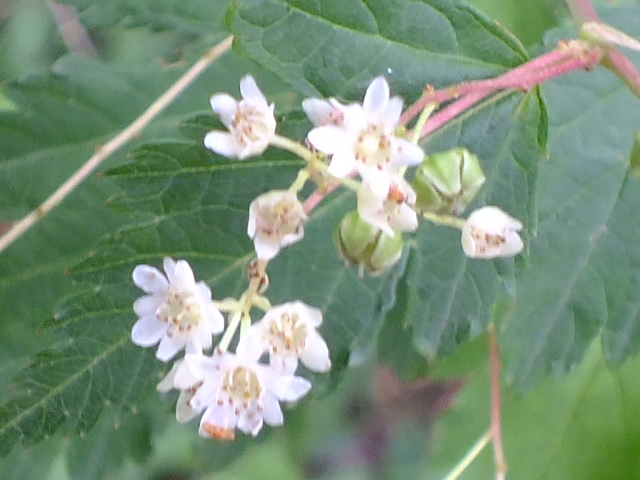 e0145782_151150.jpg