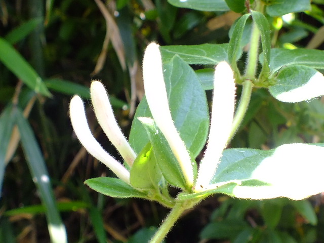 e0145782_153369.jpg