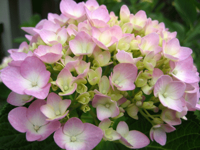 a0030594_2325782.gif