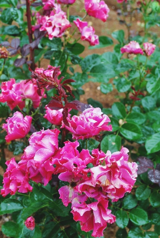 e0025300_21104970.jpg