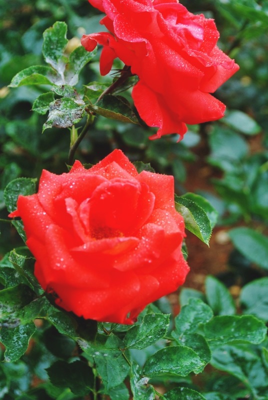 e0025300_213573.jpg