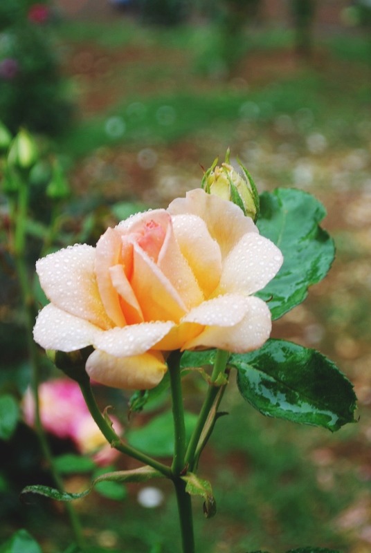 e0025300_2142072.jpg