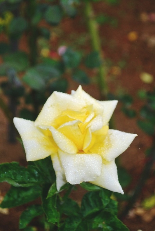 e0025300_2151063.jpg