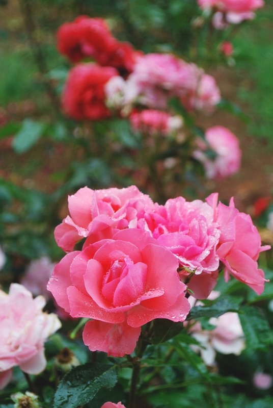 e0025300_216437.jpg