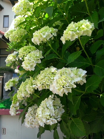 c0084117_9202644.jpg