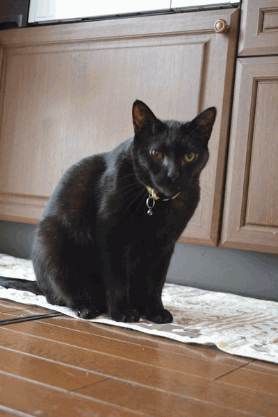 c0136736_15525859.gif