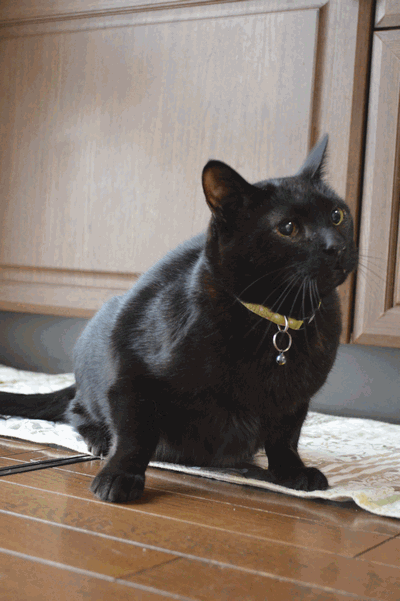 c0136736_15534524.gif