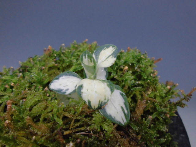 f0318967_22224935.jpg