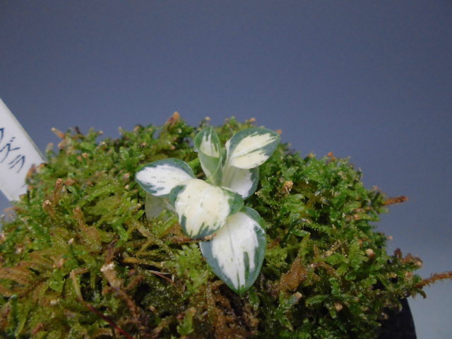 f0318967_22230160.jpg