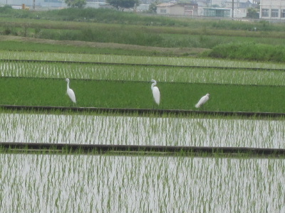 f0005081_2025613.jpg