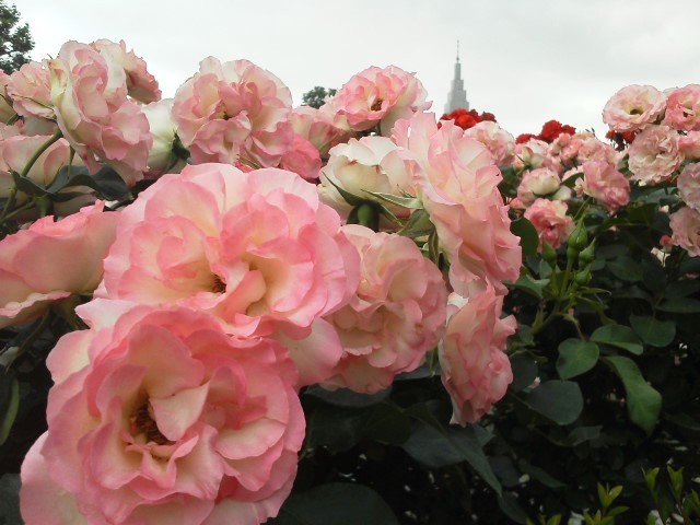 d0124895_18511241.jpg