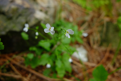 e0304001_15134820.jpg