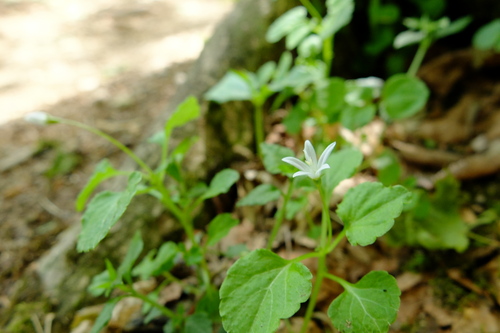 e0304001_15154670.jpg