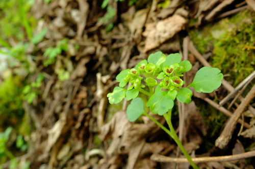 e0304001_15171971.jpg
