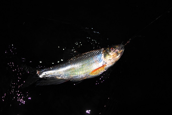 e0123808_23481618.jpg