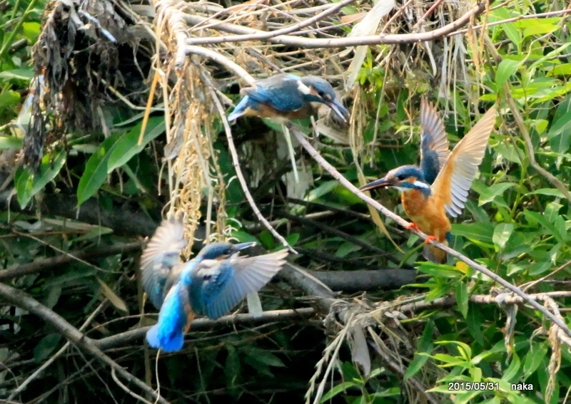 f0281533_18214473.jpg