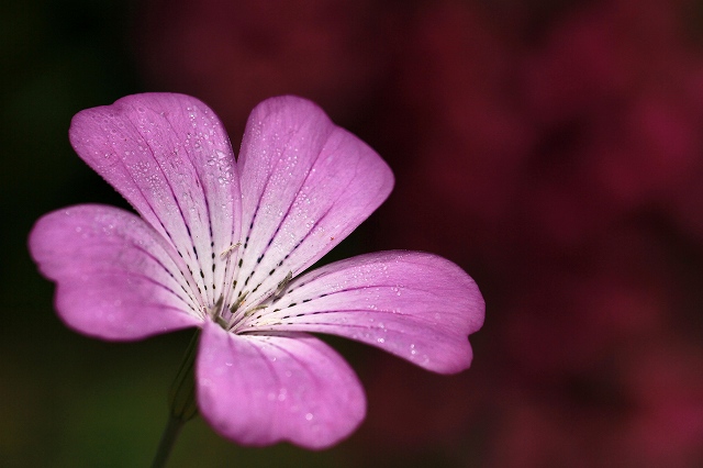 a0242438_1973363.jpg