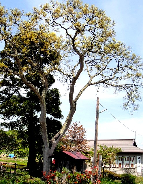 c0119160_17185127.jpg