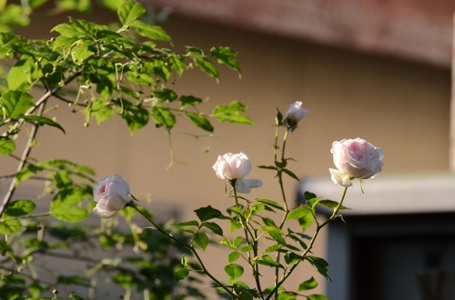 c0186463_2347991.jpg