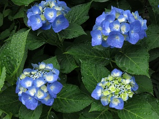 e0130185_20222554.jpg