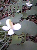 e0182926_10343629.jpg