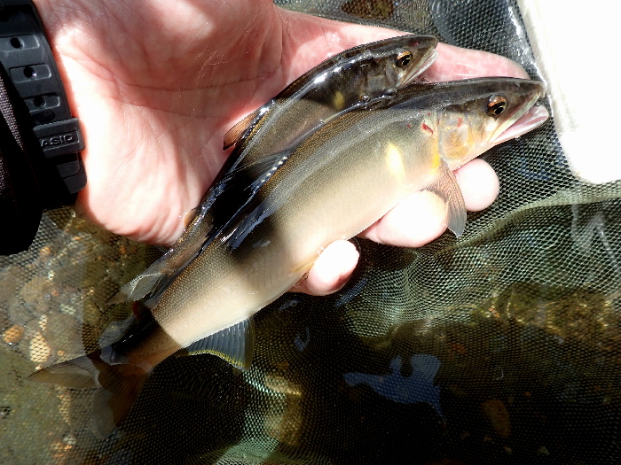 f0103126_20331340.jpg