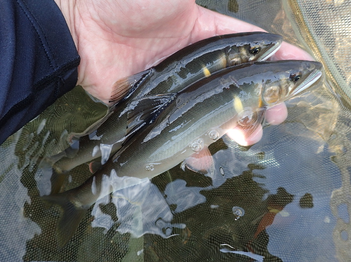 f0103126_20423198.jpg