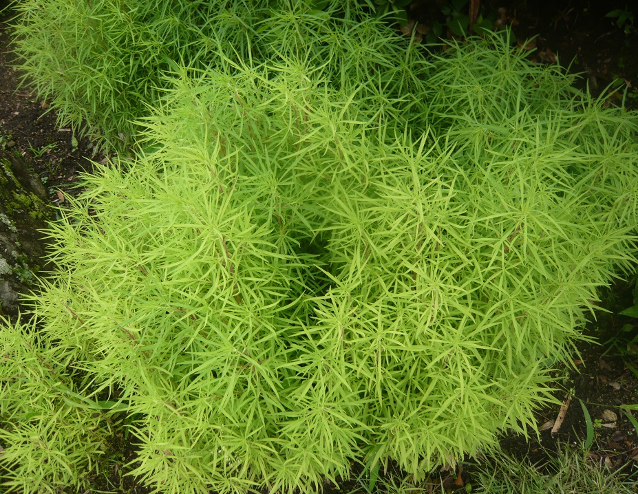 a0206332_9132466.jpg