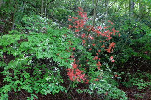 b0281732_1116876.jpg