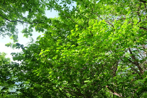 b0281732_1117226.jpg