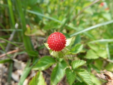 f0118332_21285262.jpg
