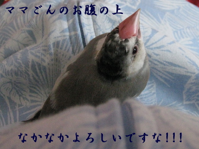 c0365734_21150219.jpg