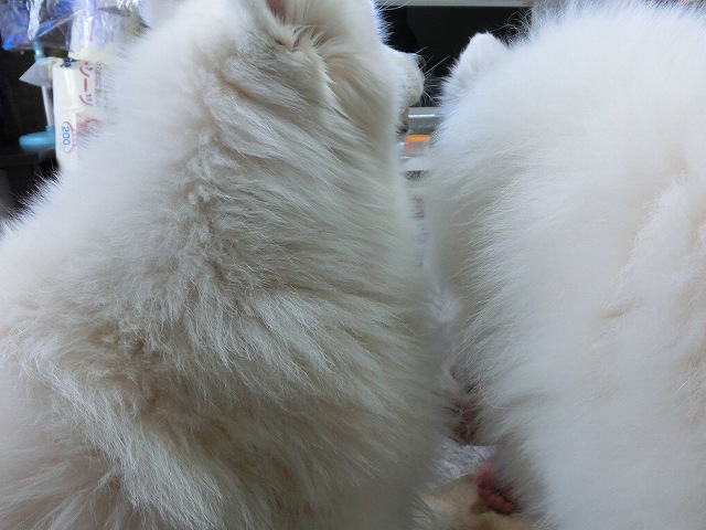 e0196135_9293510.jpg