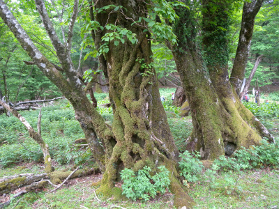 e0272335_1750697.jpg