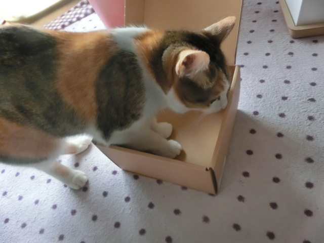 c0194042_10464186.jpg