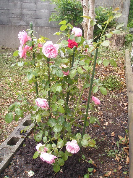 c0327752_11124386.jpg